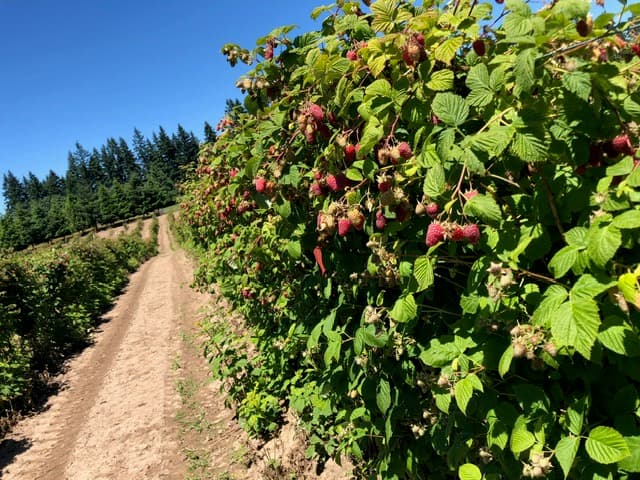 George Hoffman Farms