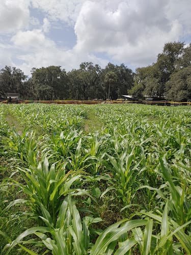 Corn Maze Orlando