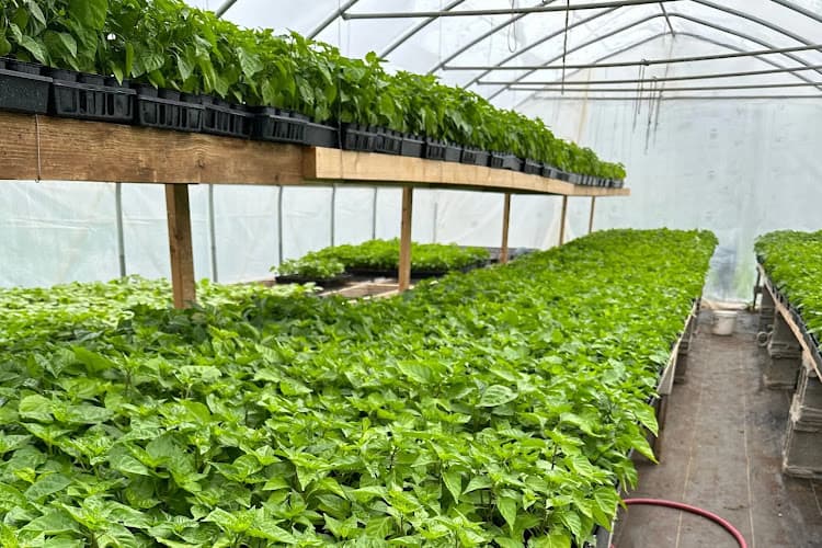 Millwood Produce