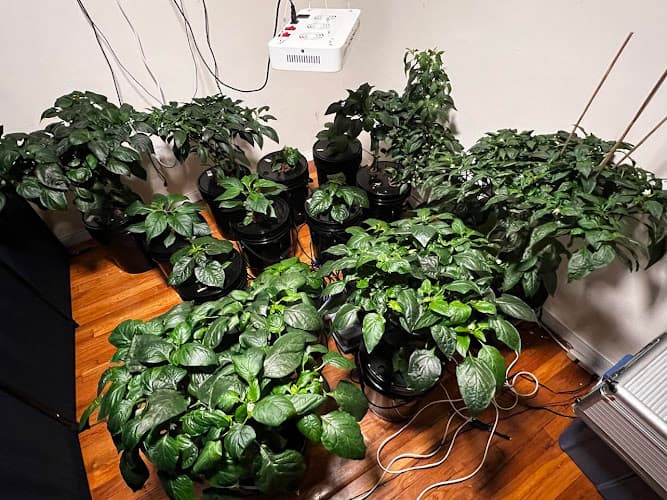 Hydro Peppers