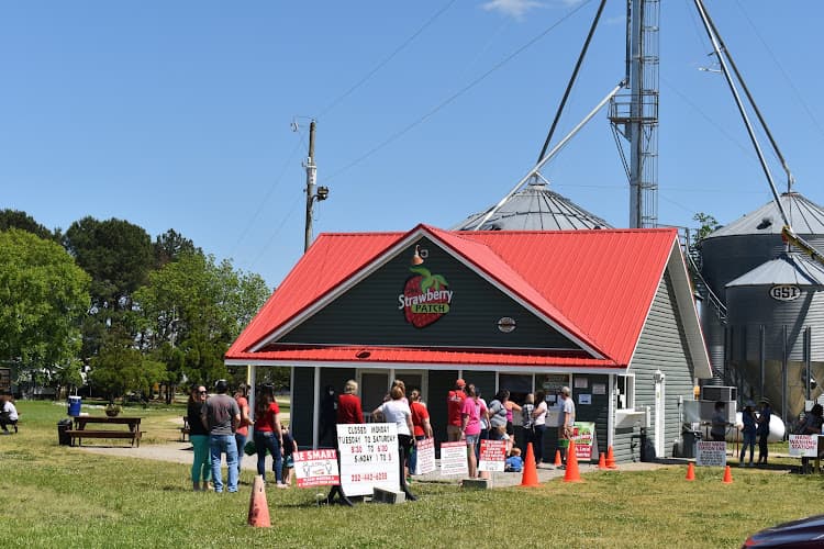 The Strawberry Patch at Fisher Farms