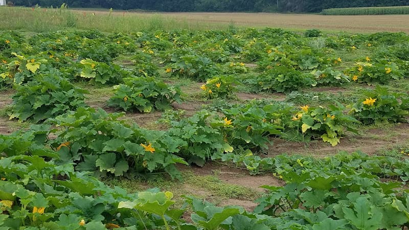 Weichel LLC, Farm