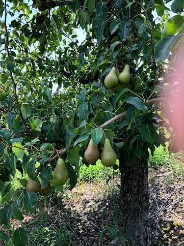 Prospect Hill Orchards-Homestead Farm