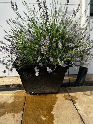 Recreation Lavender Farm
