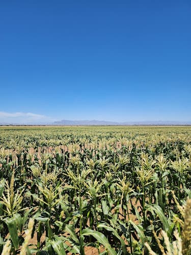 Freeman Farms Sweet Corn