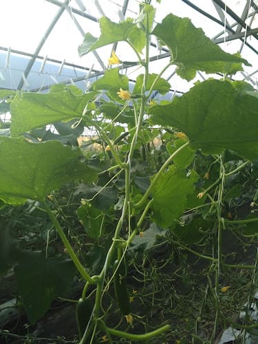 Growers Market Inc