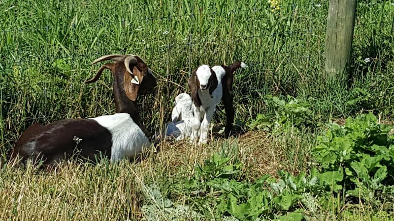 Haskins Family Farm