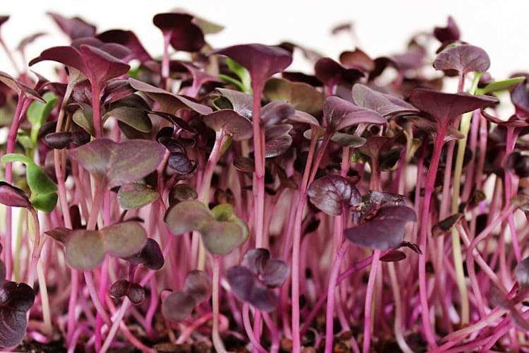 P.S.L. Microgreens Farm