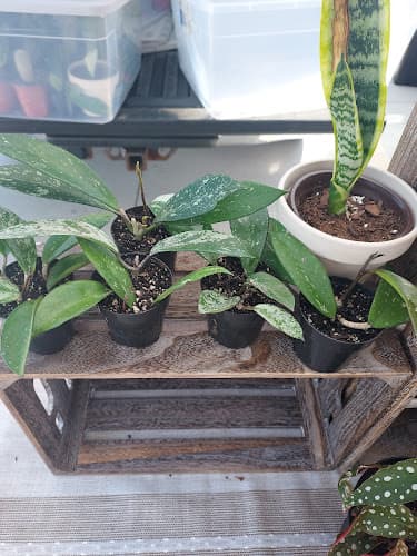 Richmond MN Farmers Market