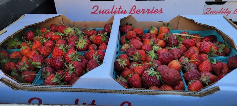 The Stonehouse PYO Berry Patch