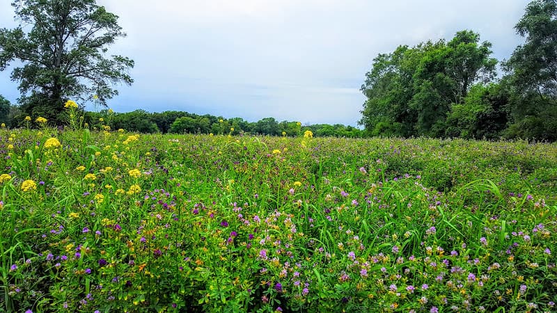 Briar Patch Farm