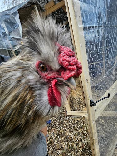 KaywinzEggs