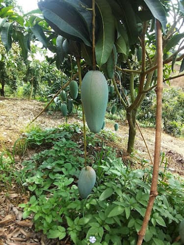 Vườn Như Ý