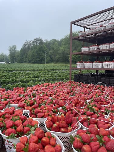 Estrada Farms