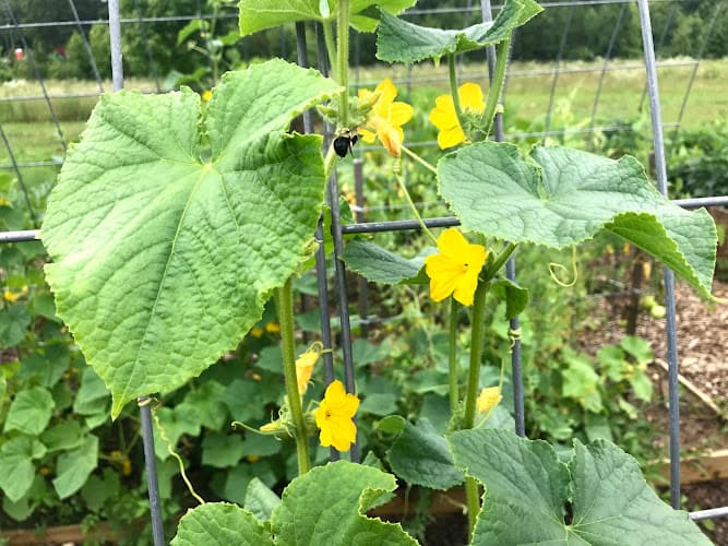Project: Homegrown