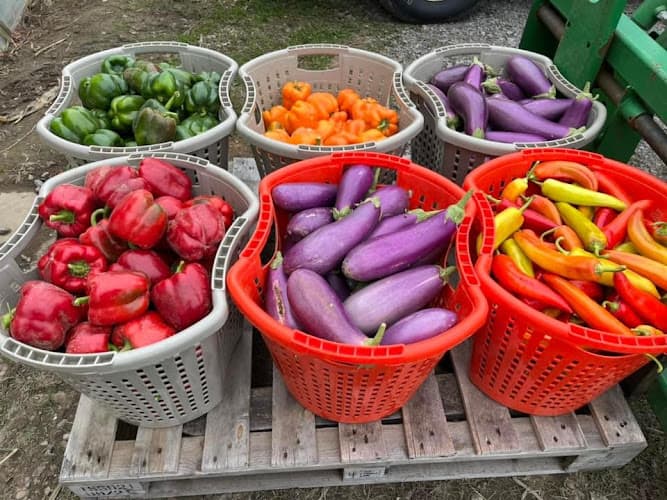 Harvest View Farm & Market