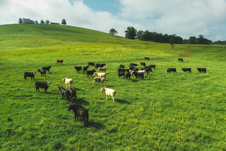 GlenDor Farm