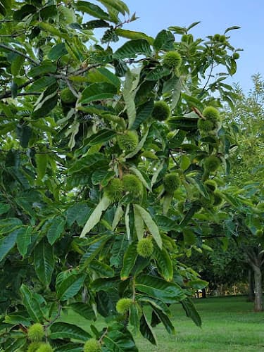 Helbert Chestnut Farm
