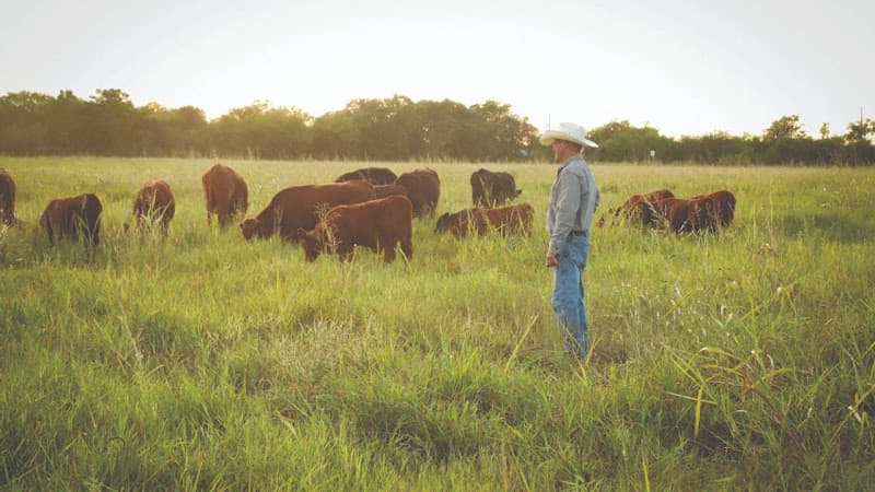Hickory Lake Grass-Fed Beef