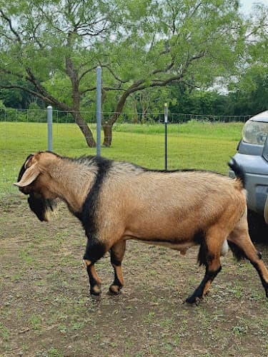 Meat Goats in DFW