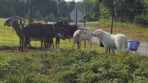 Belle Manor Farm Great Pyrenees