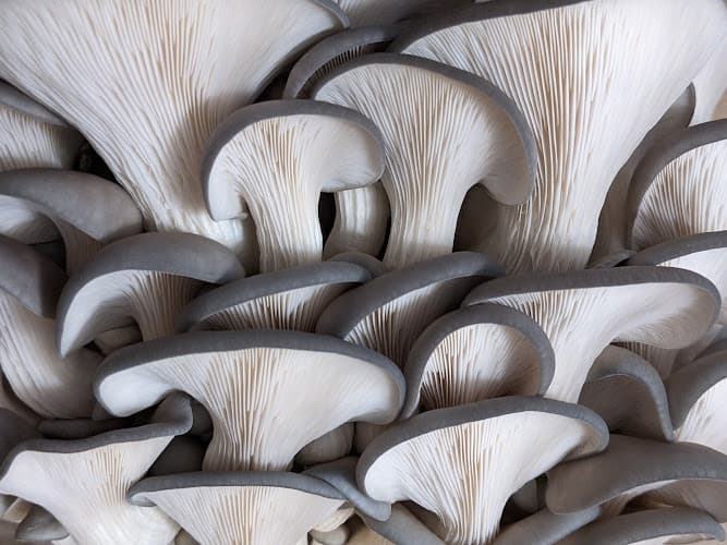 Florida Shroom King Mushroom Farm