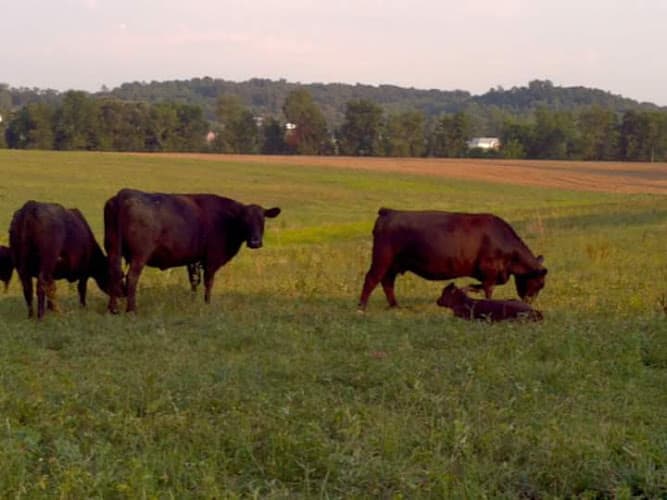 Greenlee Family Farms