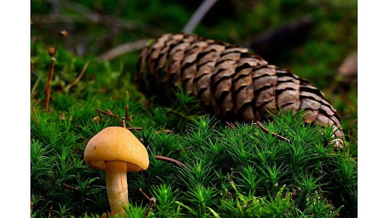 Buckeye Shroomery