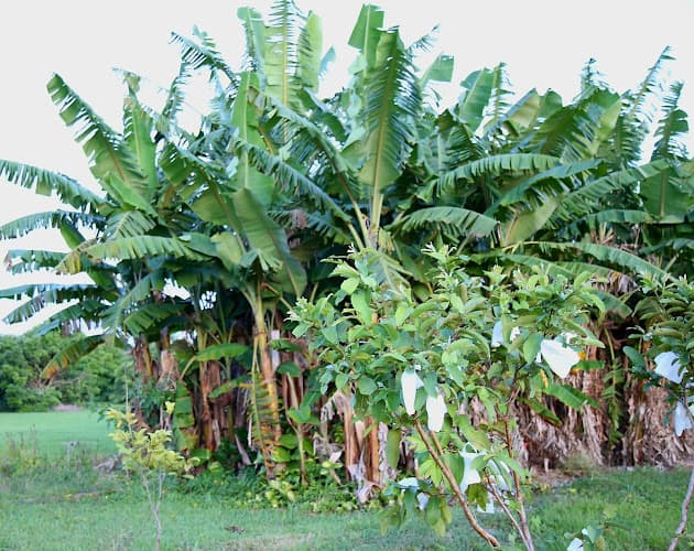 Wanek Farms Inc.