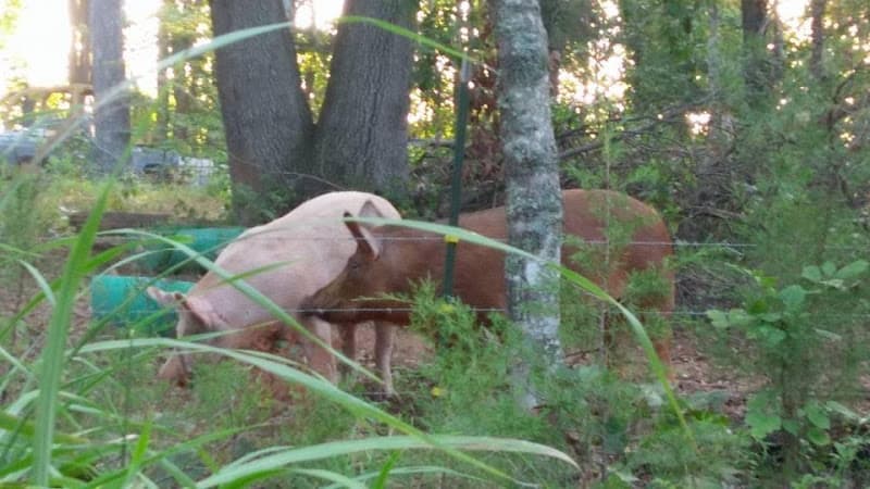 Hog Haven Farms, LLC Farm Store