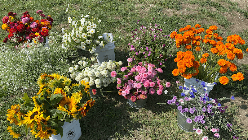31 Petals You Pick Flower Farm