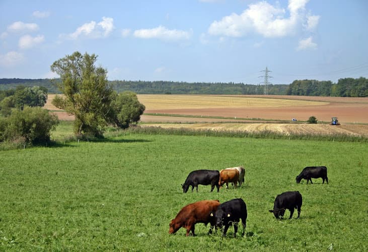 D Wall & Son Farms