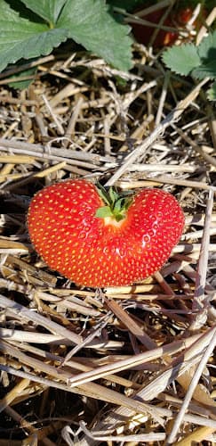 Roger Price Family Produce