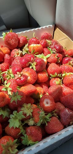 Kosinski Farms