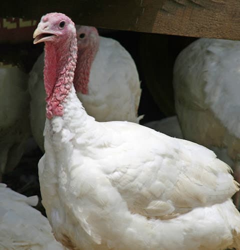 Nature Ridge Farm
