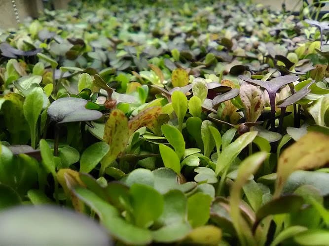 Venture Greens - Microgreens and Salad Farm