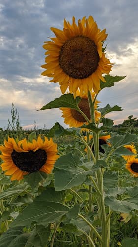 Blue House Farms