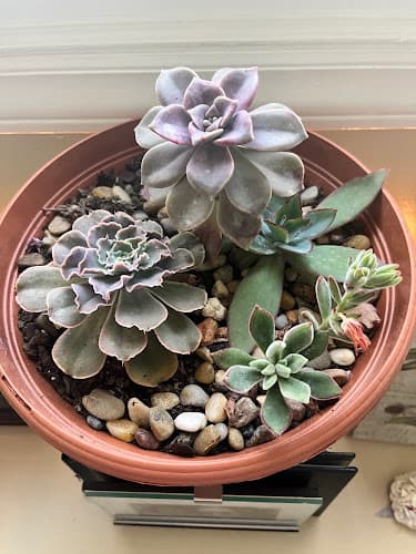 The Redding Roost Greenhouse and Farm