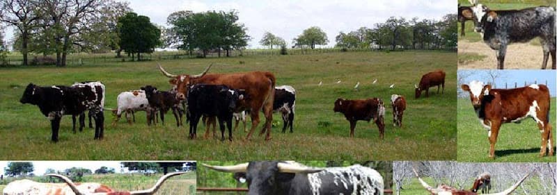 Home Grown Cow