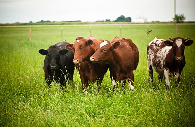 Hasselmann Family Farm