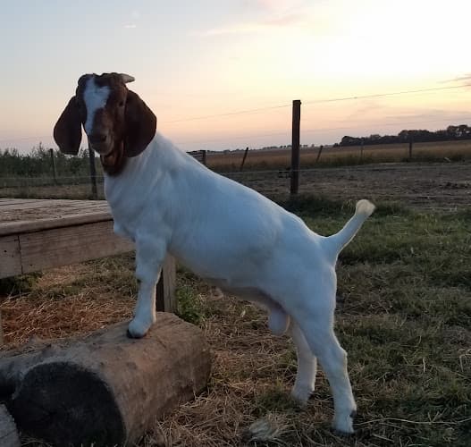 Tuff Made Dream Farm