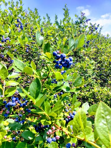 Krieger's Blueberries