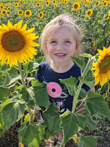 Smithmyer's Autumn Farm Market and Sunflower Maze maze