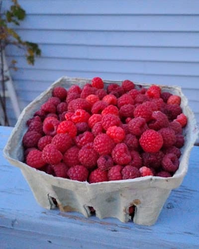 Wicker Willow Farm