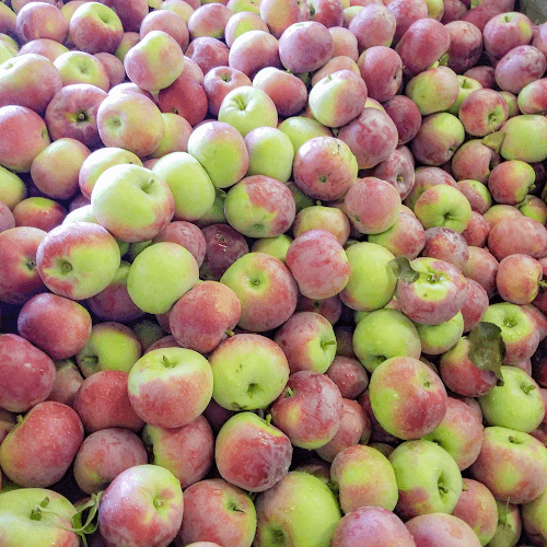 Porter's Orchard at Davison Farmer's Market