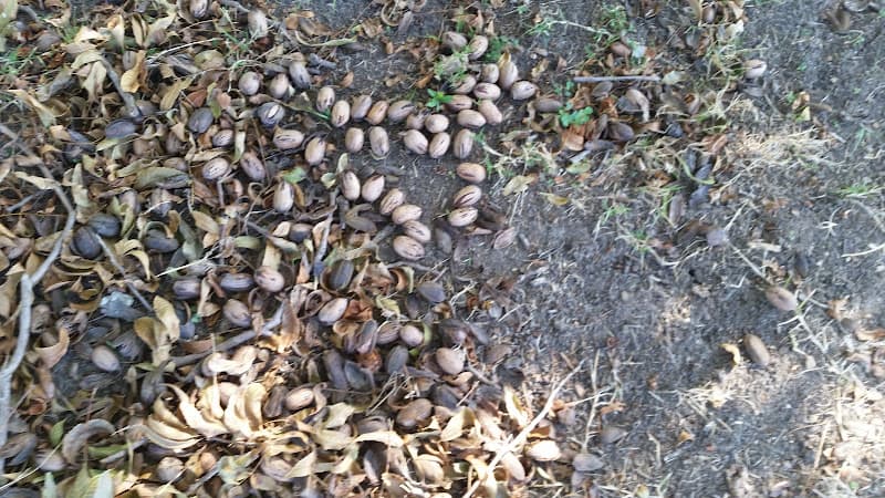 Sunnyvale Pecan Orchard