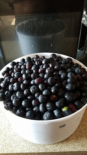 Russels U Pick blueberries