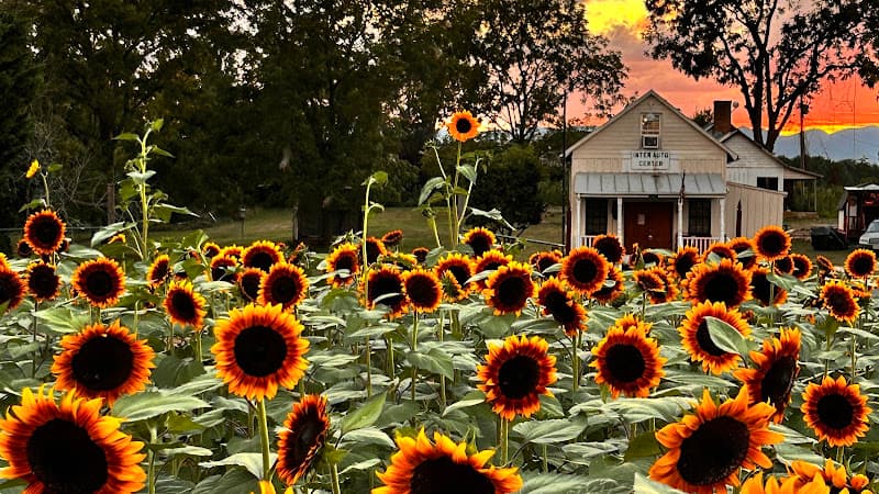 Sisk Farms