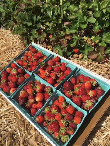 Burch Farms