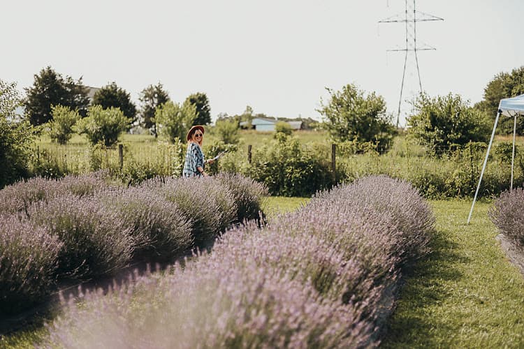 The Lavender Field